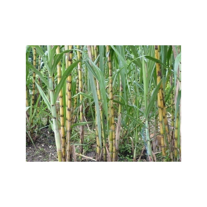 Sugarcane 1 Sugarcane Plant With Pot 8” Sweet Juicy Tropical