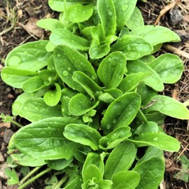 TomorrowSeeds - Dutch Corn Salad (Mache or Lamb's Lettuce) Seeds - 1500+ Count - for 2026 Planting Lamb's Lettuce Mache Rapunzel Green Spinach Bakleh Doucette Fetticus Garden Vegetable Grow Your Own