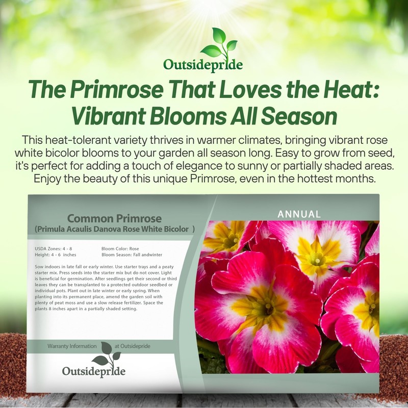 Outsidepride 50 Seeds Annual Primula Common Primrose Rose White Bicolor