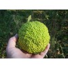 Tree 50 OSAGE ORANGE TREE SEEDS Bois D Arc Tree