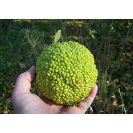 Tree 50 OSAGE ORANGE TREE SEEDS Bois D Arc Tree Fresh Seeds From Bois D Arc MO