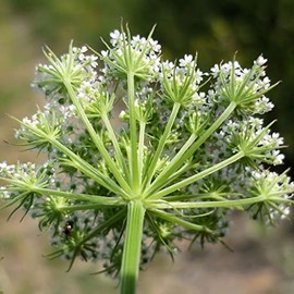 Palm Beach Medicinal Herbs - Monnier's Snowparsley (Cnidium monnieri) - Packet of 20 Seeds