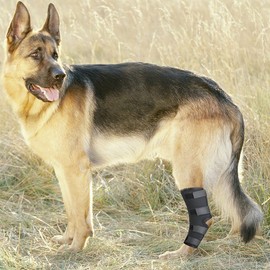 Dog Rehab Supplies, Small Dogs, Medium and Large Dogs, Supporter, Ankle and Joint Protector (For Back Legs), Elderly Dogs, Nursing Equipment, Adjustable, Licking, 3 Colors, Black, S