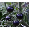 NIKA SEEDS - Vegetable Giant Cherry Tomato Blue - 20