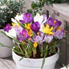 Giant Crocus Bulbs Mix, 50 Exclusive Flower Bulbs, Mix of