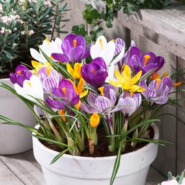 Giant Crocus Bulbs Mix, 50 Exclusive Flower Bulbs, Mix of 5 Variety from Holland, Real Hardy and Perennial Crocus Tubers/Flowers/Onions (no Seeds) for Garden, Pots and Balconies