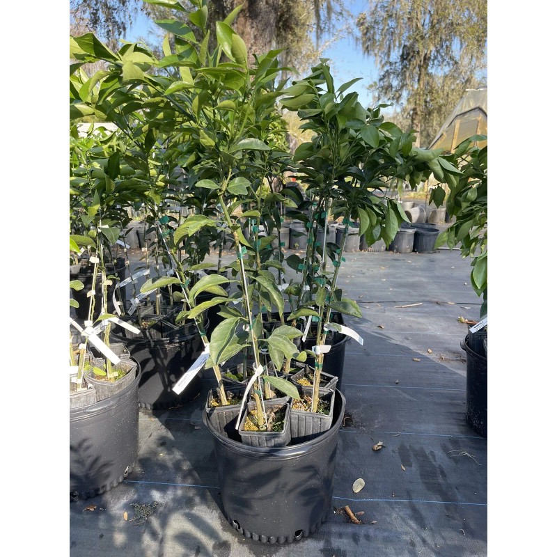 Tree Murcott Tangerine Tree( grafted) 3 Feet Tall.