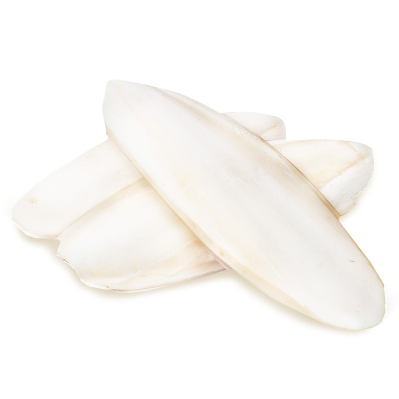 SunGrow Large Cuttlefish Bones for Cockatiels, Turtles, Shrimp, Dog Calcium,