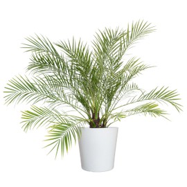 United Nursery Pygmy Date Palm Live Plant, 26–32 inches Tall in 10 inch White Decorative Pot, Tropical Indoor Palm Tree for Office and Home Decor