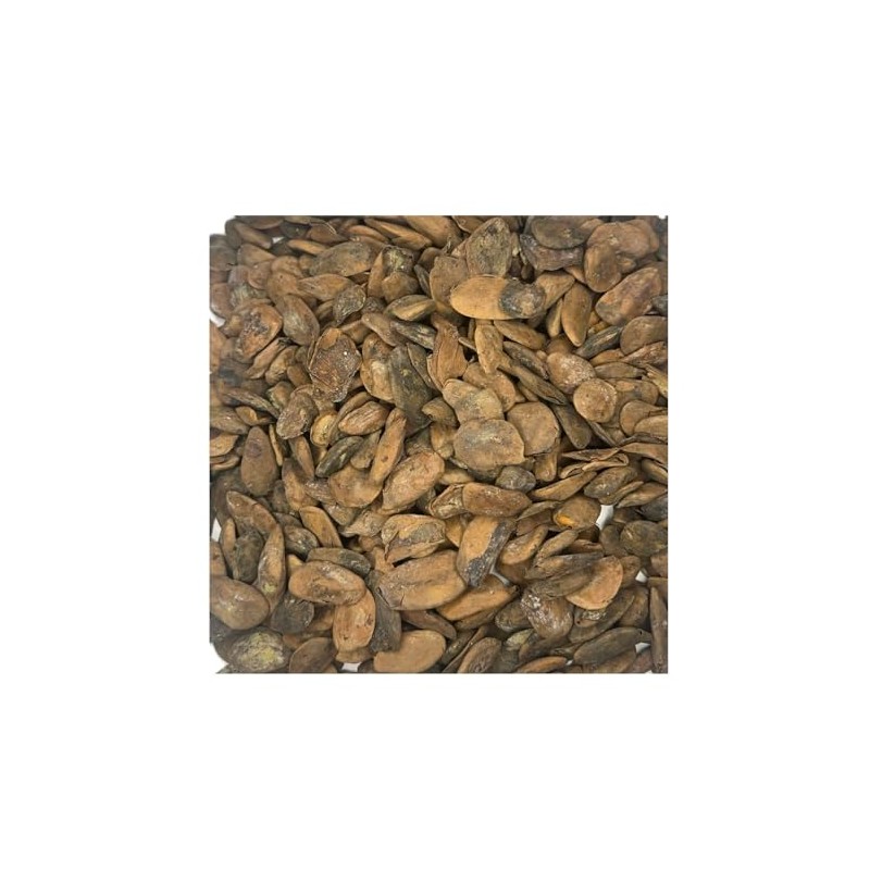 Abere Seeds (Hunteria Umbellata) - 12 Seeds