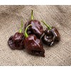 Chocolate Scotch Bonnet Heirloom Pepper Premium Seed Packet + More