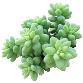 Live Succulent 2 inch Sedum Burrito Donkey's Tail - Succulents Plants Live - Live, Healthy Succulents - Unique Succulent Gift Ideas - Easy to Care Succulents for Beginners