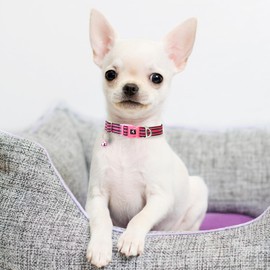 ONEFOJOJO Small Dog Collar with Bell Reflective - Adjustable Tiny XS XXS Breed Collar for Girl Female,Night Walk Safety Accessory（Pink S）