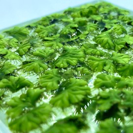 40+ Riccia Water Spangles (+FREE BONUS PLANT) Live Aquarium Floating Plant (Ricciocarpos Natans) by Aquarigram (Plants Only)
