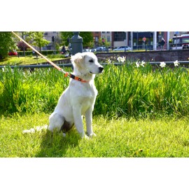 Bobby Safe Reflective Collar for Very Small Dogs - Durable and Adjustable with Safety Buckle Closure - Orange, XS / 18-28cm