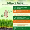 Outsidepride Fireball & Hattrick Rye Grass Seed Blend - 5