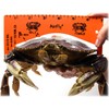 AirFly Crab and Lobster Gauge - Measure for Dungeness, Rock