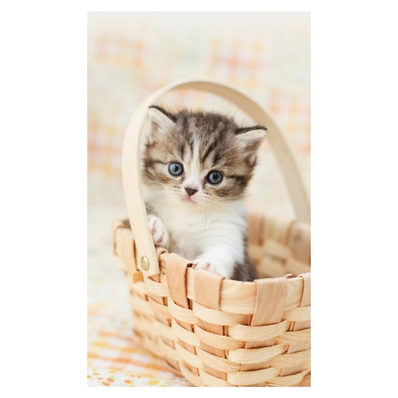 2026 Calendar Kitten (Tabletop)