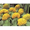 Rare Plant Tree Seeds Celosia Argentea VAR Cristata Yellow 300+