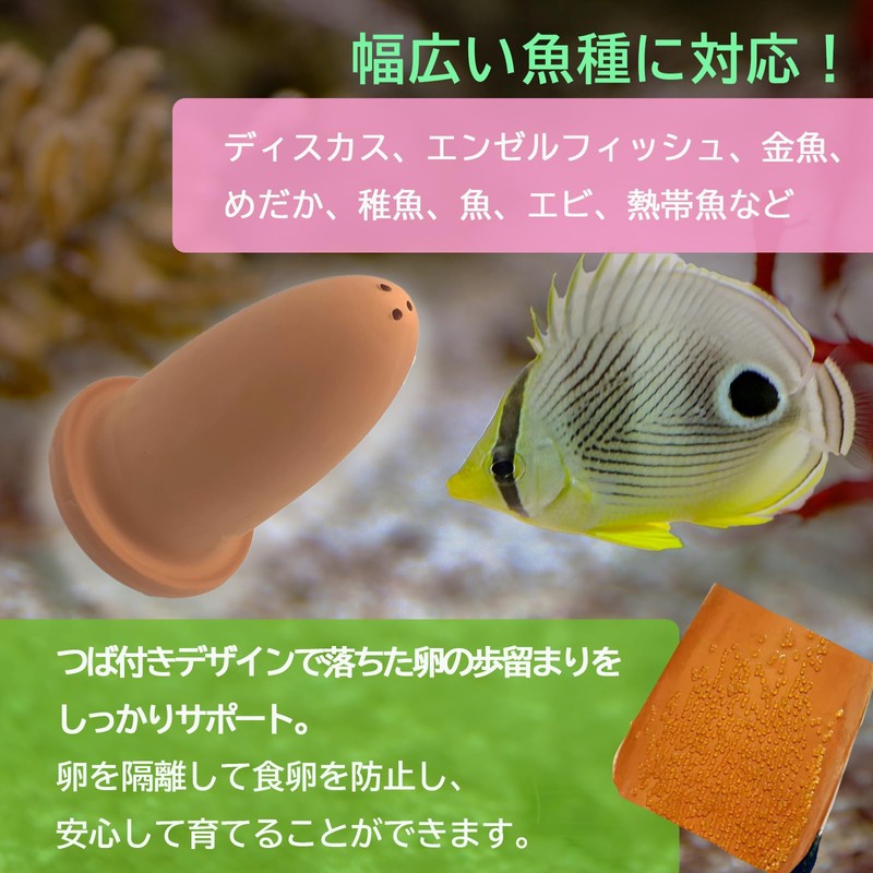 TIGRE BLANC Spawning Tube, Spawning Floor, Breeding, Breeding, Disqus, Angelfish,