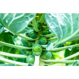 Churchill Brussels Sprout Seeds for Planting, 300+ Heirloom Seeds Per Packet, (Isla's Garden Seeds), Non GMO Seeds, Botanical Name: Brassica oleracea VAR. gemmifera, Great Home Garden Gift
