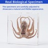 Real Octopus Specimen in Clear Resin Block – 3" x