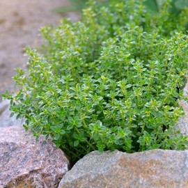 SVI 400 Lemon Thyme Seeds Flower Herb Seeds,Impressive Fast growing