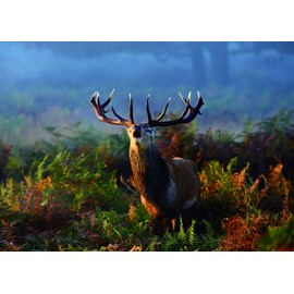 Jigsaw Puzzles 1000 Pieces for Adults: Difficult Hard Jigsaw Puzzles for Women Men Premium Cardboard Precise Interlocking Alsace（28 x 20 Inch)