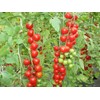 SeedsUP - 50+ Seeds Vine Tomato - Vegetable Red
