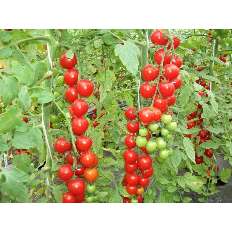 SeedsUP - 50+ Seeds Vine Tomato - Vegetable Red