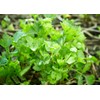 Greek Parsley Seeds, Pack of 1000 Parsley Seeds for Planting
