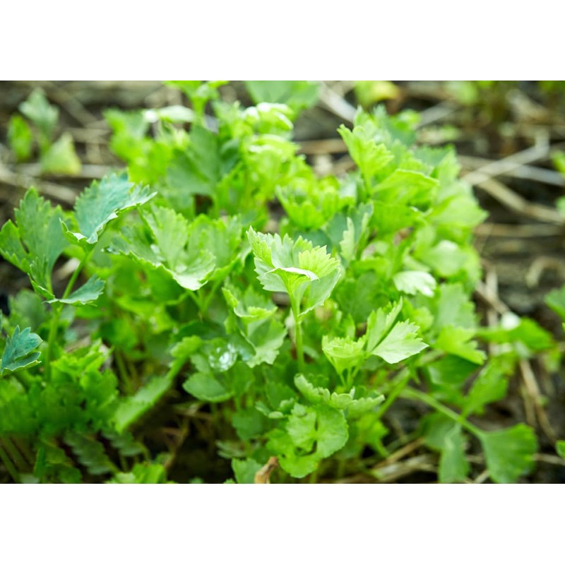 Greek Parsley Seeds, Pack of 1000 Parsley Seeds for Planting