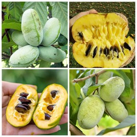 3 Pcs Paw Paw Tree Seeds for Planting Outdoors-Edible Pawpaw Seedlings Exotic Fruit Tree