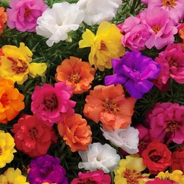 The Lucky Stars 10000 Mixed Moss Rose Seeds - HOA M??i Gi? - AKA. Portulaca Grandiflora Mix, Moss-Rose Purslane, Eleven O'clock, Mexican Rose, Sun Rose, Rock Rose, Heat & Drought Tolerant 2 Grams