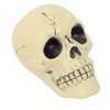 Greenbrier International Plastic Skull