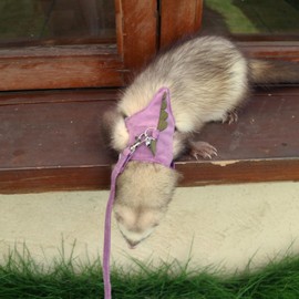 Bearded Dragon Harness and Leash Set - Soft Fleece Dinosaur Vest with Safe Bell Adjustable Lizard Traction Rope Escape Proof Outdoor Walking Training Leash for Ferret Rat Kitten Puppy (Purple)