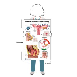 Blue Tree Publishing Female Reproductive Anatomy Poster