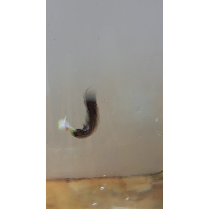 Diggers Jig Tails (8 CT) BEAVER TAIL PANFISH BITES- ICE