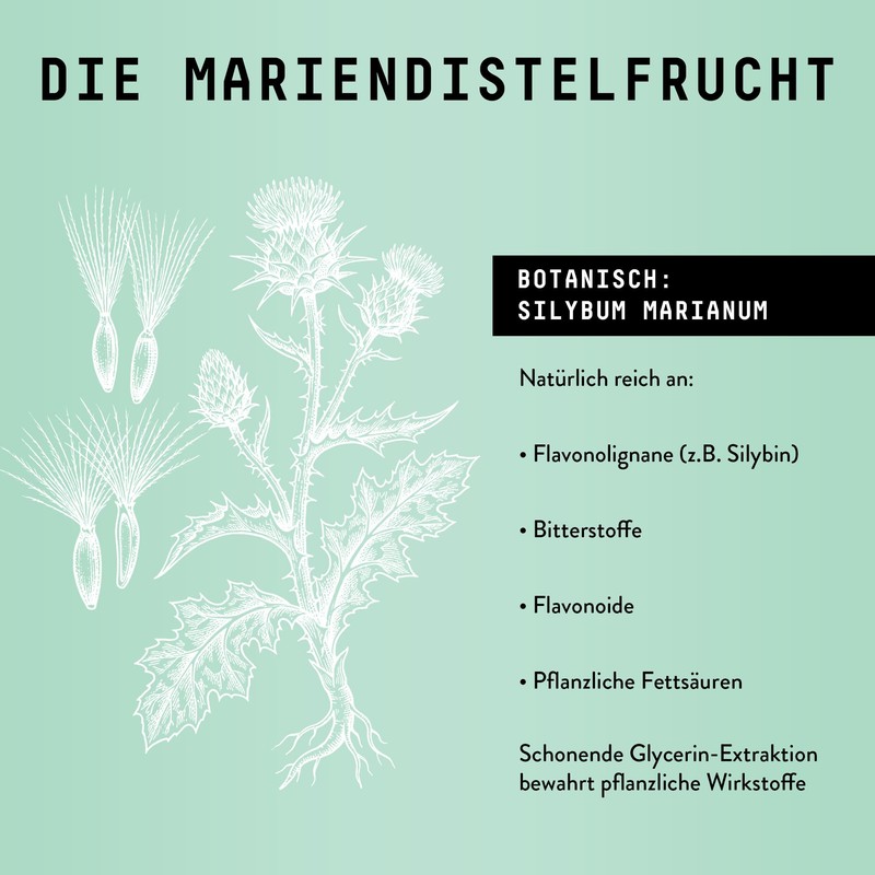 Milk Thistle (Silybum Marianum) Alcohol-Free Mother Tincture - Liquid Extract