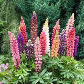 Russell Lupine Seeds - 1 Ounce - Pink/Red/Purple Flower Seeds, Heirloom Seed, Open Pollinated Seed Attracts Bees, Attracts Butterflies, Attracts Hummingbirds, Attracts Pollinators