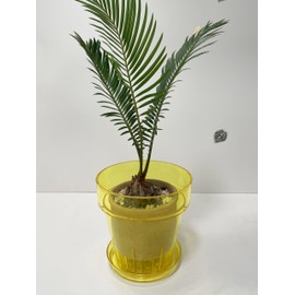 RISEON 3 Pack Clear Acrylic Plastic Orchid Pots with Holes and Saucers,Thick Acrylic Planter Pot, Orchid Dendrobium Oncidium Cattleya Repotting Pot Indoor Outdoor (Yellow)