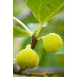 King Desert King Fig - 2 Cuttings - PLUS WILLOW WATER FOR ROOTING!!