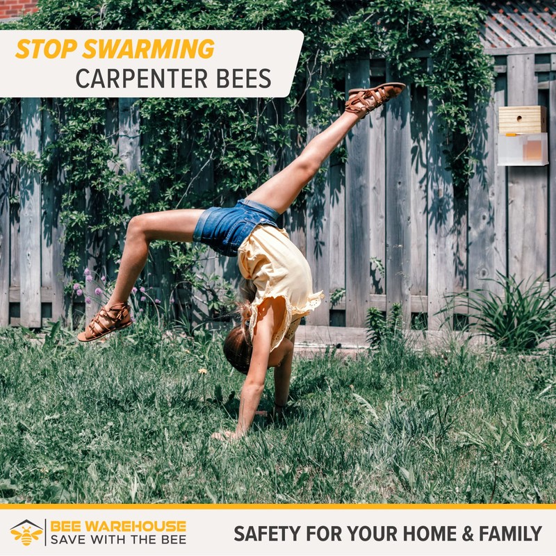 Bee Warehouse - Carpenter Bee Trap - Wood Boring Bee