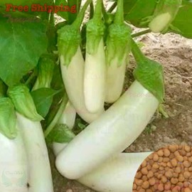 Treevale Thai Long White Eggplant, Long Snowy White Eggplant Seeds | NON-GMO - 300 Seeds