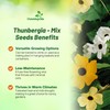 Outsidepride Sunrise Mix Thunbergia Black Eyed Susan Seeds - 100