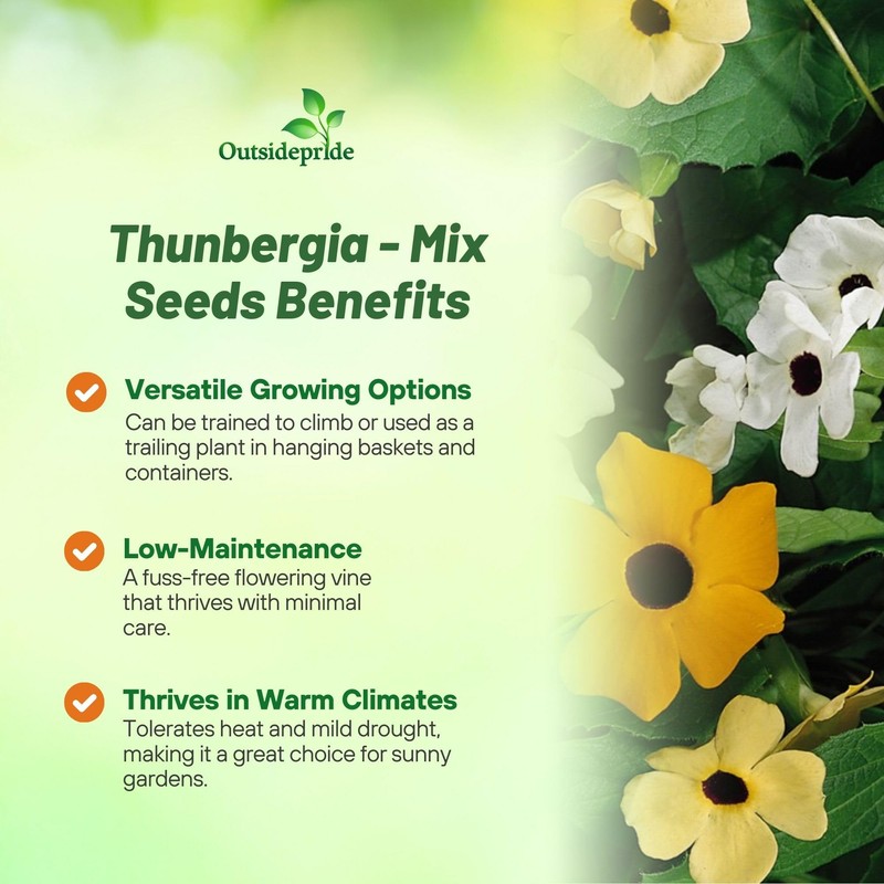 Outsidepride Sunrise Mix Thunbergia Black Eyed Susan Seeds - 100
