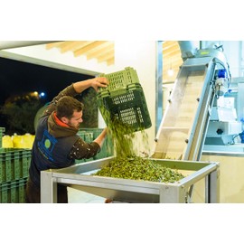 Olympian Myth Flavored Olive Oil Extra Virgin - 100% Natural - Single Origin - Small Family Farm - 8.45 fl oz (Basil)