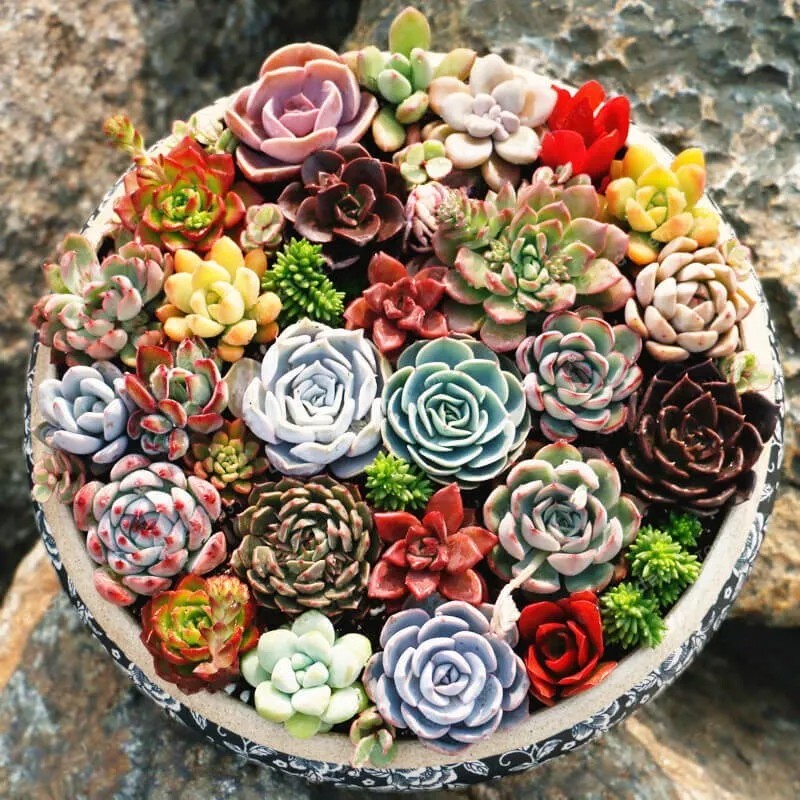 Rare Beautiful Mixed Succulents Seeds, 100pcs/pack