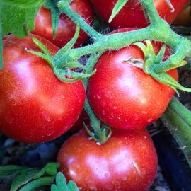 Czech Bush Tomato Seeds (~50): Certified Organic, Non-GMO, Heirloom, Open Pollinated Seeds from The United States