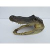 Real Alligator Head from a 4 Foot Gator